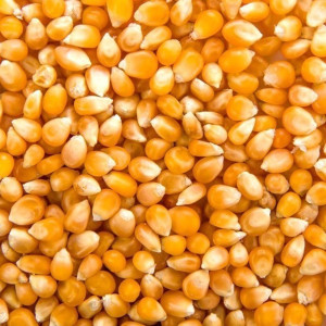 250 Grs - Maiz Pisingallo Entero